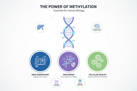 Importance of Methylation