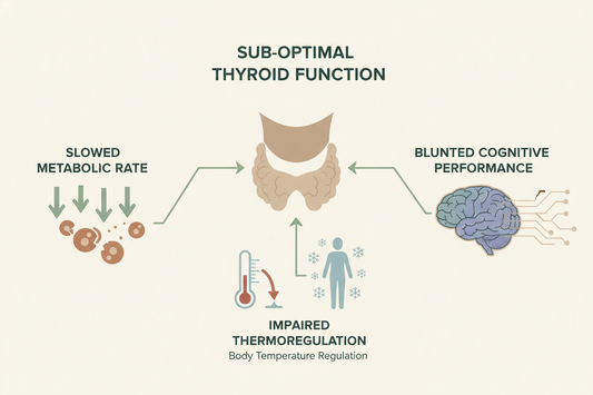 Sub-optimal thyroid output slows metabolic rate, impairs thermoregulation, and blunts cognitive performance.
